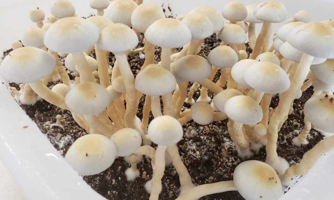 DEA Advances Psilocybin Rescheduling Petition To Federal Health Officials Following Years-Long Legal Challenge