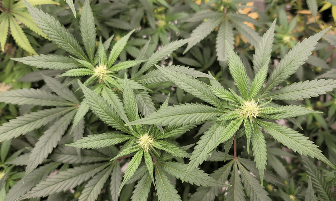 Massachusetts Lawmakers Approve Bills To Protect Marijuana Users From Employment Discrimination And Expand Medical Cannabis Program