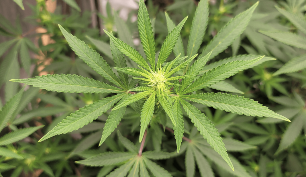 Missouri Activists File Initiatives To Unify Marijuana And Hemp Regulations For 2026 Ballot