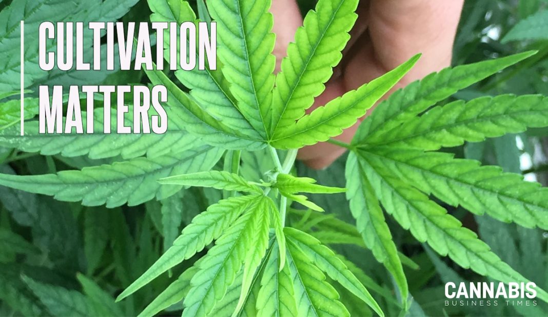 Steel Your Cannabis Crops Against Iron Deficiency