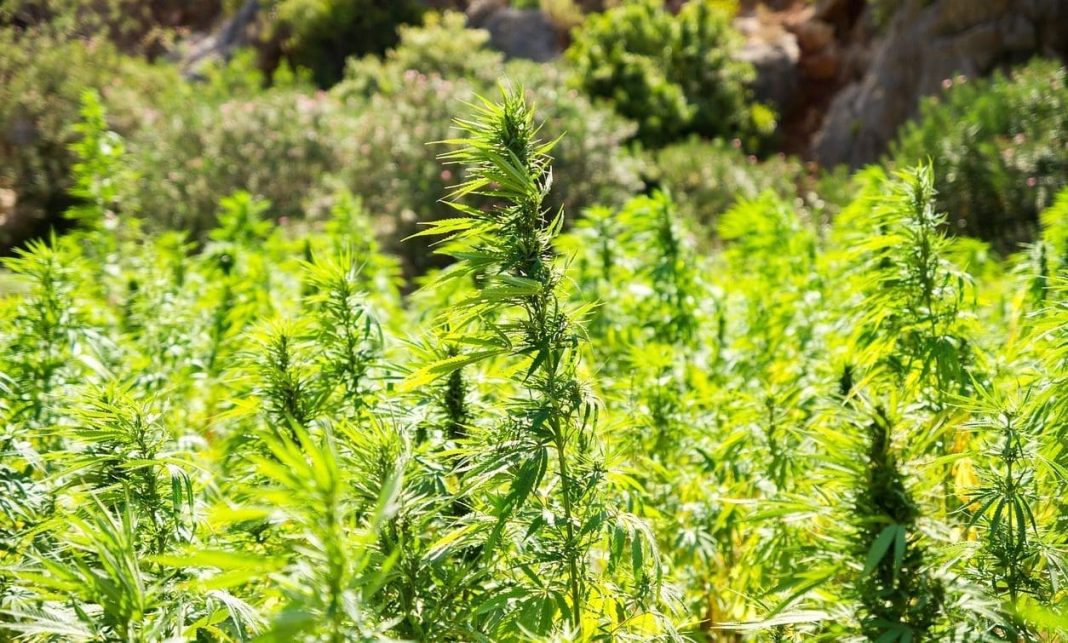 Texas Hemp Businesses Celebrate Lawmakers' Failure To Pass THC Product Ban