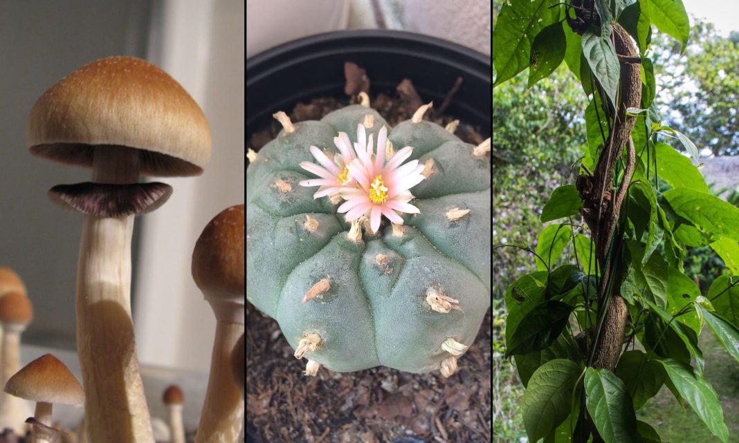 Why Are More Religious Groups Using Psychedelics As Spiritual Sacraments?
