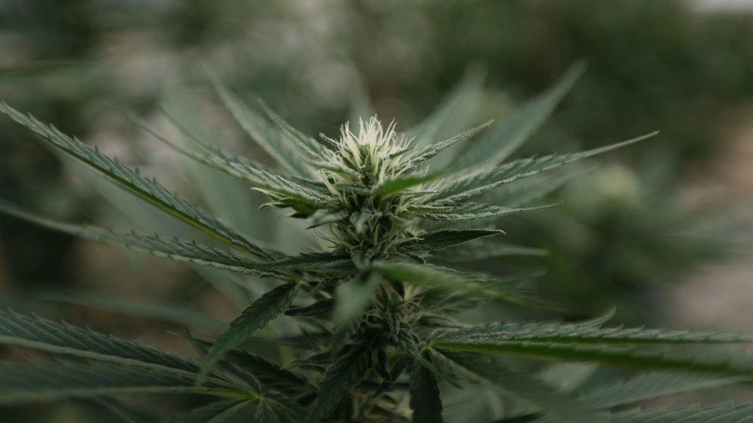 Nebraska Officials Award State's First Medical Marijuana Business Licenses