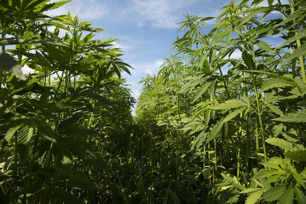 Congressional Lawmakers Want Exemption From Federal Hemp THC Ban For States With Regulations