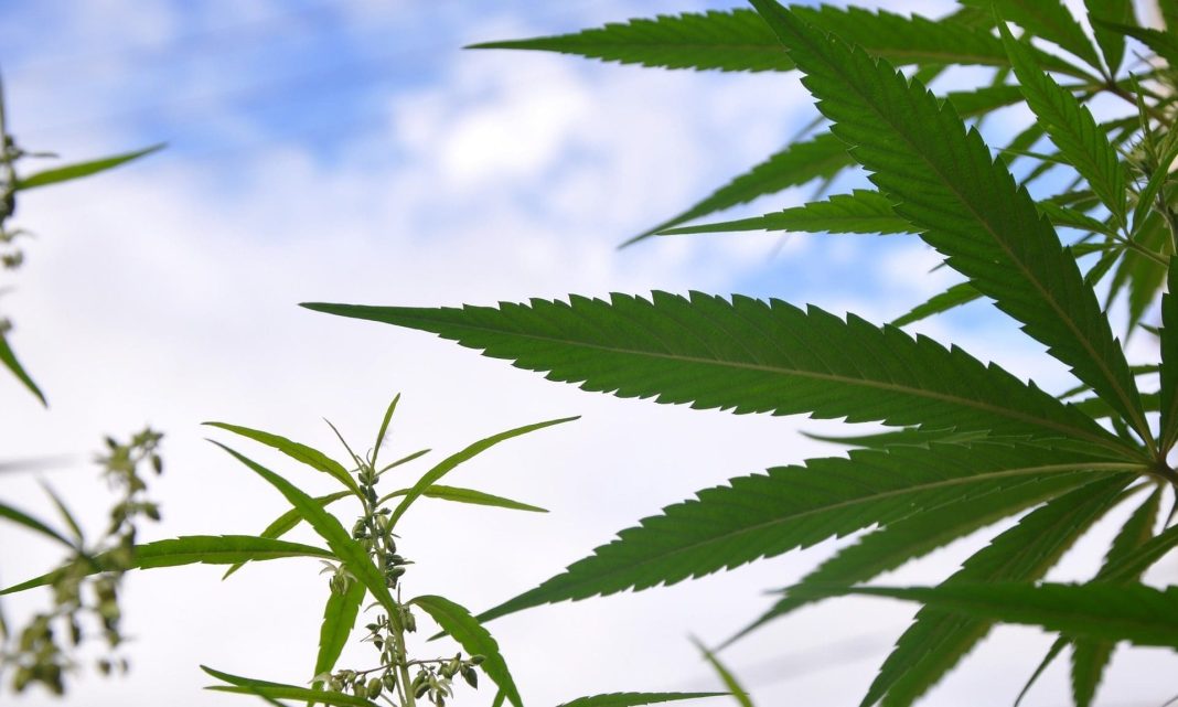 Georgia Medical Marijuana Regulators Approve New Dispensary License As More Patients Register For Program