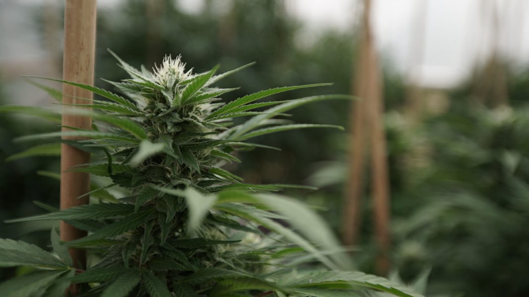 Marijuana Industry Consultant Wins $3 Million Award From Jury Over Injury From Lab Accident