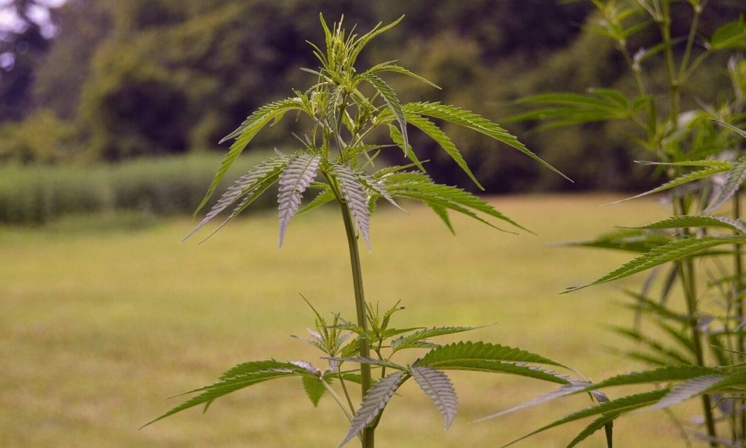 North Carolina Hemp Businesses Brace For Impact Of New Federal THC Product Ban