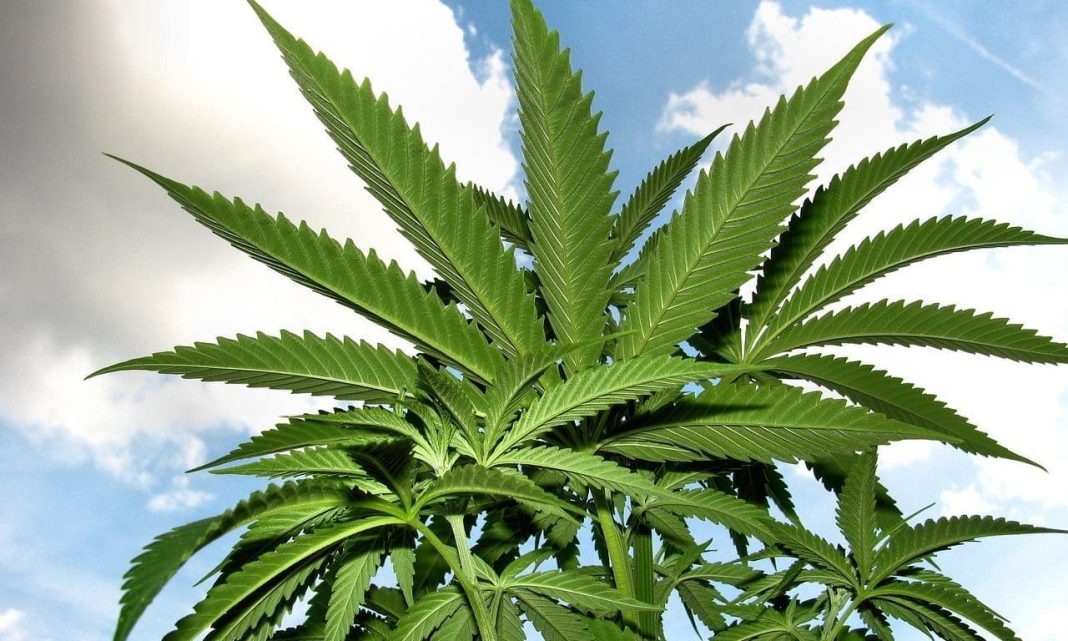 Only Six Percent Of Marijuana Consumers Approve Of Trump's Reform Actions, But Most Would Shift Opinion If He Reschedules, Poll Finds