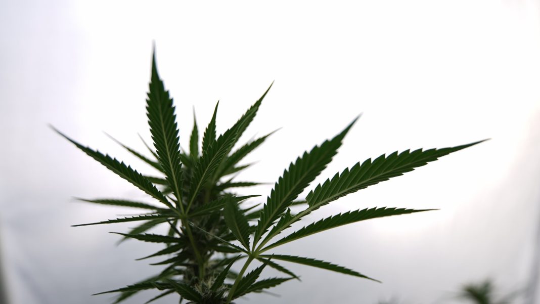 Senator Blocks Confirmation Of Trump's 'Unqualified' White House Drug Czar Pick Who Has Voiced Medical Marijuana Support