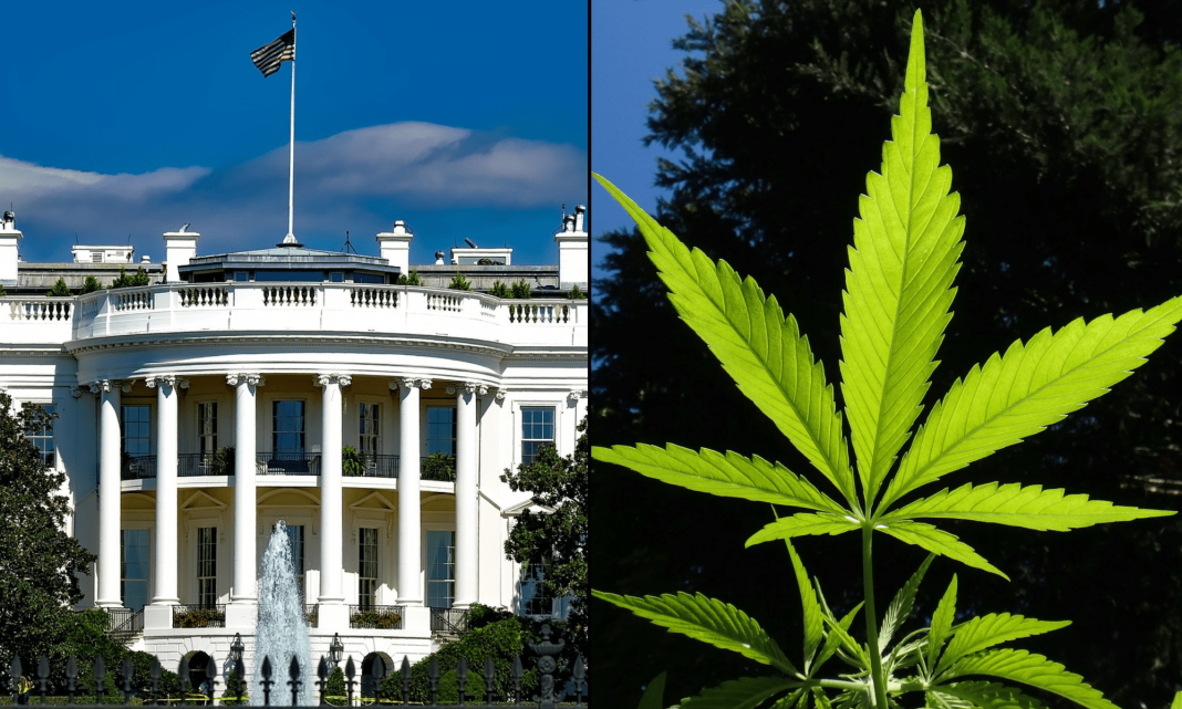 Trump May Be About To Announce He's Reclassifying Marijuana, Opponents Warn As White House Denies Rumors
