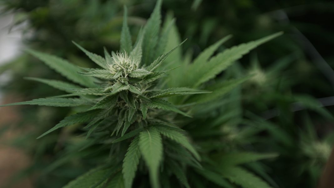 Federal hemp THC ban would be delayed for two years under new bill (Newsletter: January 14, 2026)