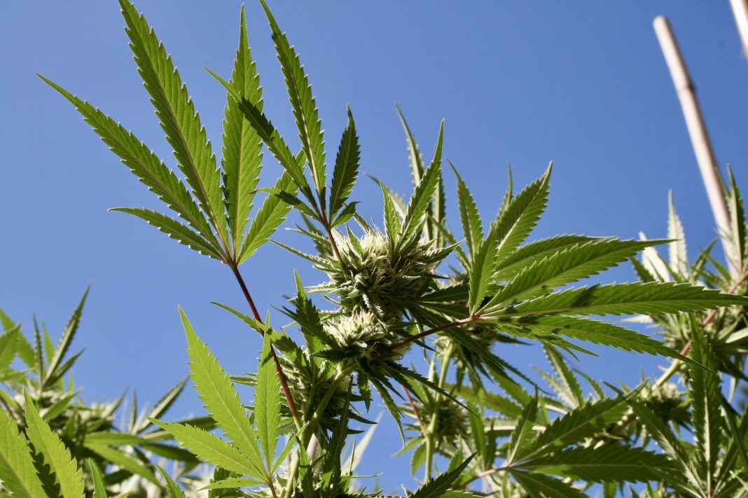Florida Lawmakers Approve Bill To Ban Public Marijuana Smoking Ahead Of Possible Legalization Vote On The Ballot
