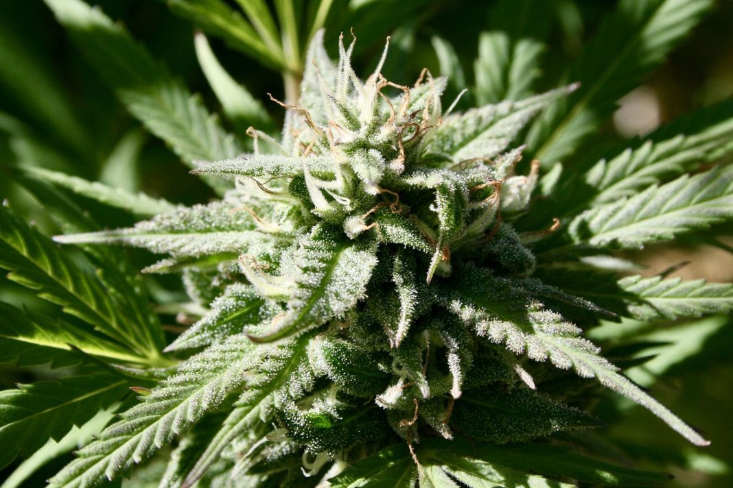 New Hampshire Senators Debate Bill To Legalize Marijuana, With Sponsor Saying Trump's Rescheduling Move Means State Must Act