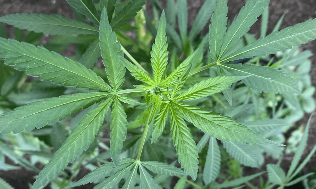 Trump's Marijuana Rescheduling Move Could Boost South Carolina Medical Cannabis Bill, GOP Lawmaker Says