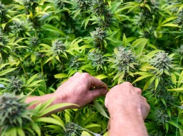 Florida Lawmakers Vote To Slash Medical Marijuana Fees For Military Veterans