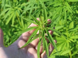 GOP Congressman And Kentucky Agriculture Commissioner Urge McConnell To Support Delaying Hemp THC Ban