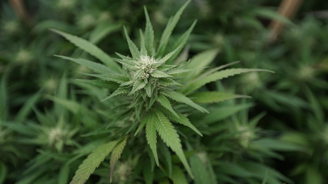 Washington Lawmakers Take Up Bill To Legalize Marijuana Home Grow Amid Police Opposition