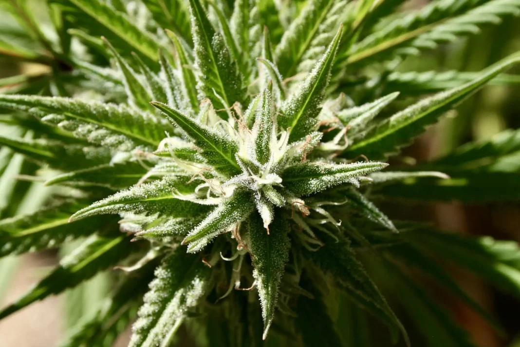As Massachusetts Marijuana Legalization Rollback Nears Ballot, New State Report Shows Regulated Market Reaching Most Consumers
