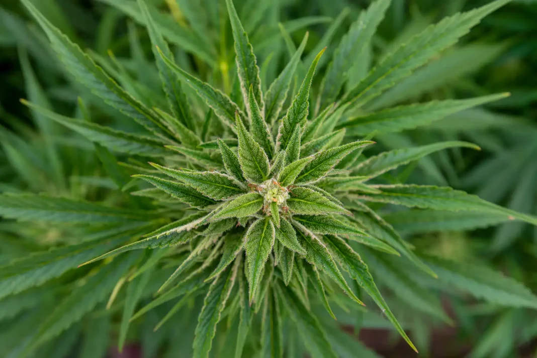 Indiana Governor Blames GOP Leaders For Marijuana Legalization Inaction While 'Half Of Hoosiers Probably Smoke It Illegally'