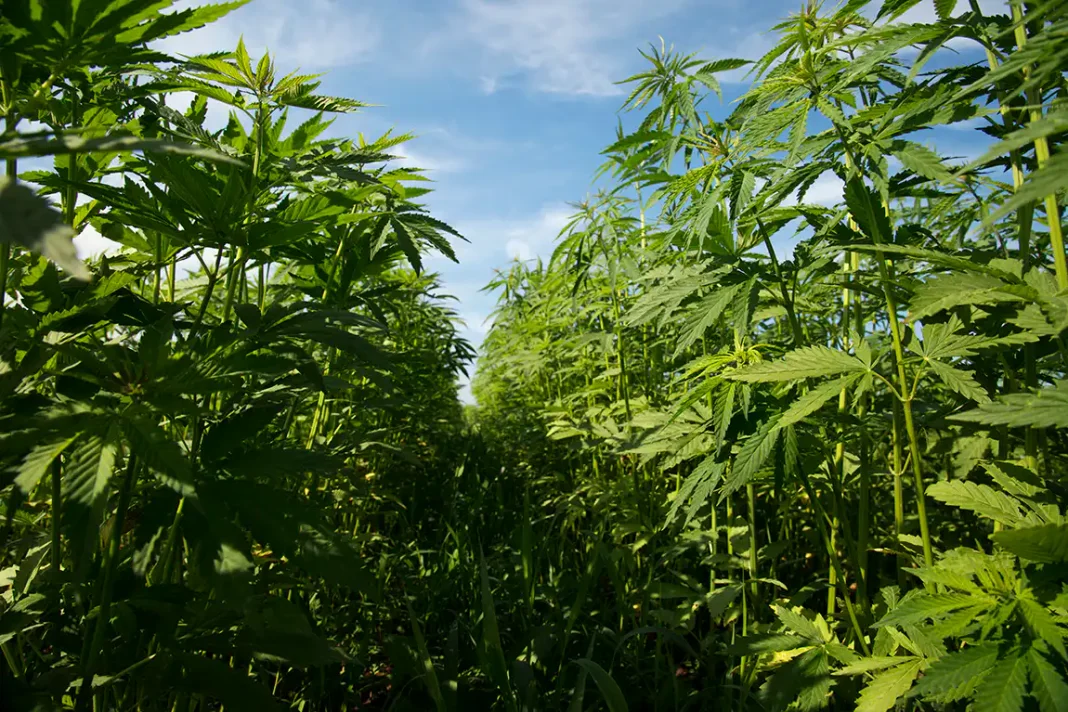GOP Lawmakers' Hemp Amendments To The Farm Bill Would Allow Continued Legal Sales Of THC Products Under Federal Law