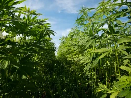GOP Lawmakers' Hemp Amendments To The Farm Bill Would Allow Continued Legal Sales Of THC Products Under Federal Law