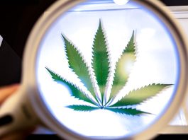 How Smokers Use Certain Strains to Boost Their Focus