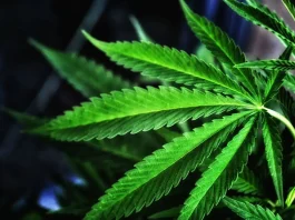 Idaho Medical Marijuana Campaign Has More Than 100,000 Signatures For Legalization Ballot Measure As Deadline Nears