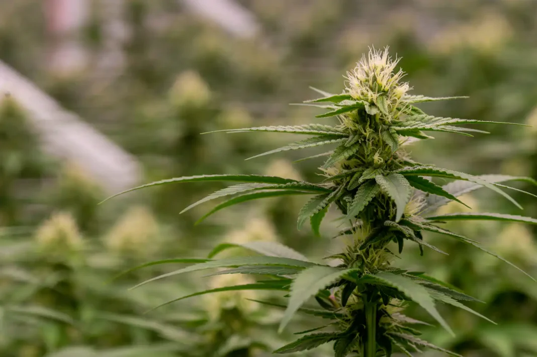 Massachusetts Lawmakers Unanimously Pass Bill To Double Marijuana Possession Limit And Restructure Cannabis Commission