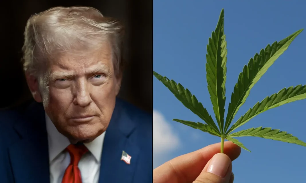 Trump Proposes To Keep Protecting State Medical Marijuana Laws From Federal Interference While Blocking DC From Legalizing Recreational Sales