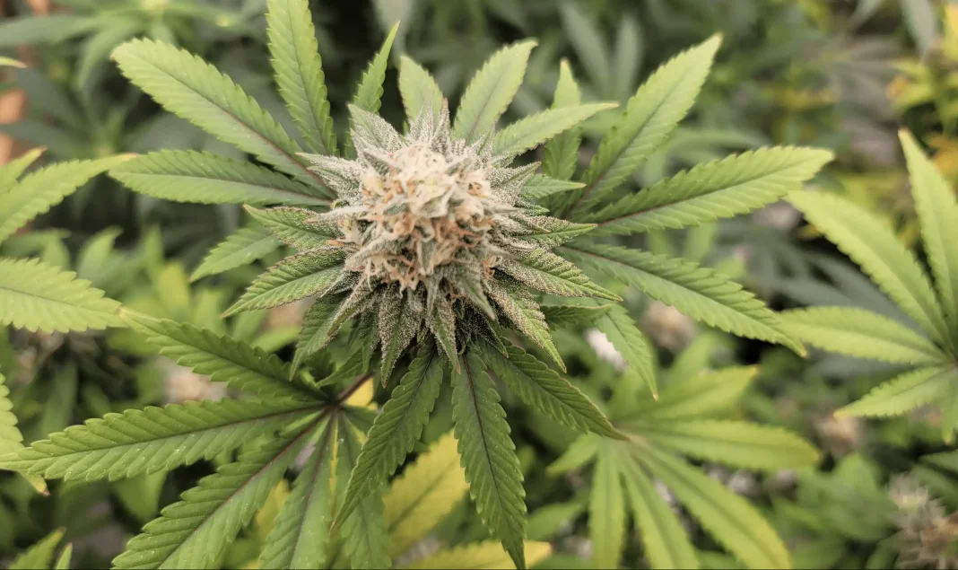 Marijuana Opponents File Lawsuit To Block Trump Administration's Federal Rescheduling Move