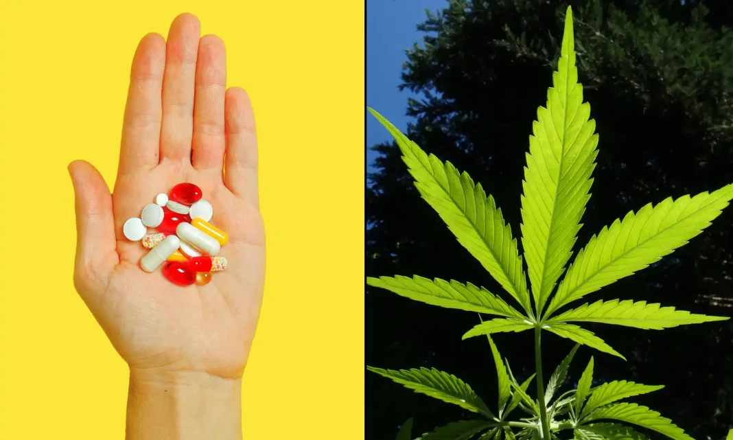 Medical Marijuana Helps Pain Patients Reduce Use Of Opioids, New Study Shows