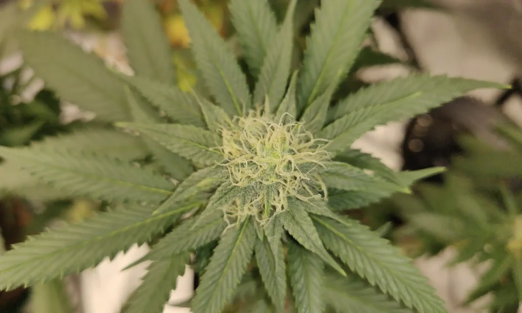 South Carolina GOP Attorney General Candidates Clash On Medical Marijuana And Hemp During Debate