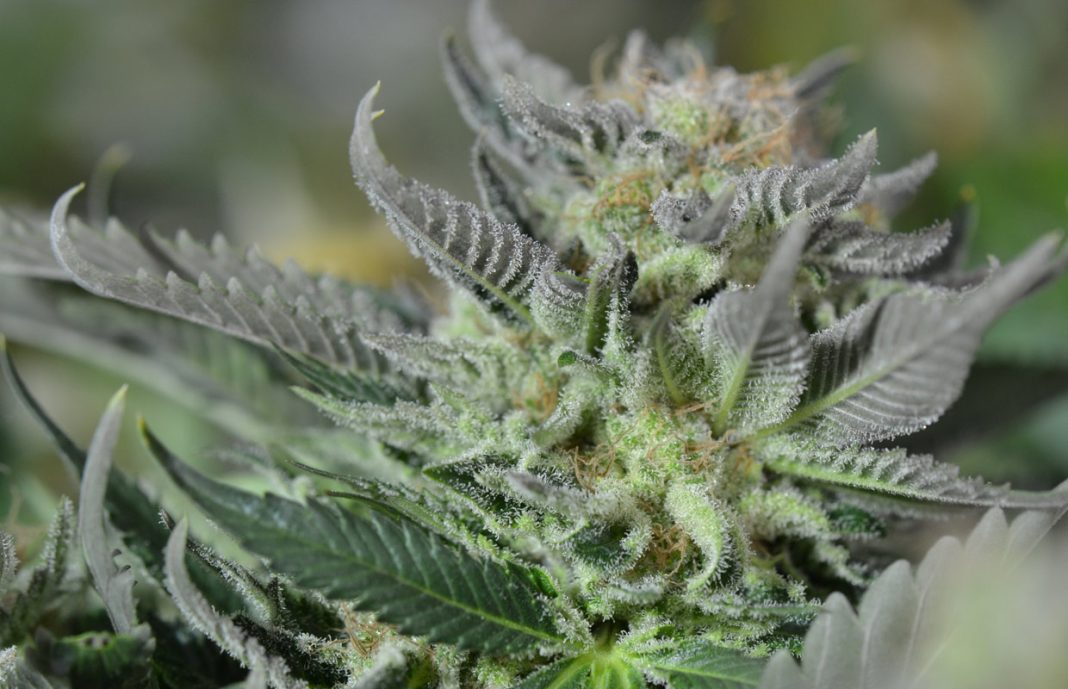 Strain Review: Blueberry Tahoe AKA Blueberry Tahoe OG