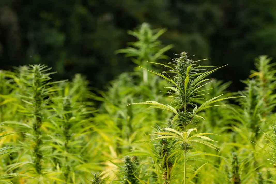 Hemp-Based Plastic Shows Promise As Environmentally Friendly Alternative To Traditional Packaging Materials, Study Finds